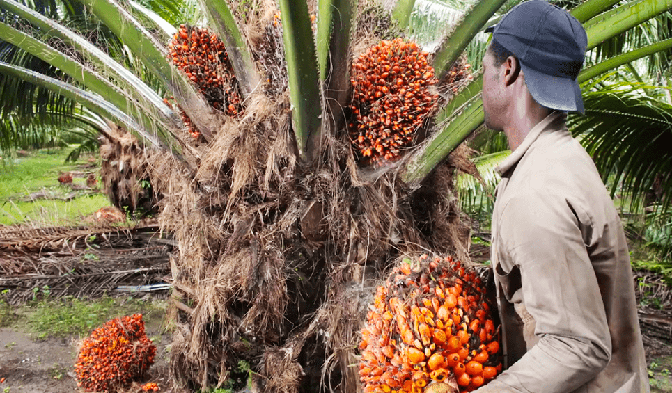 plantacion-palma-aceite-sostenible