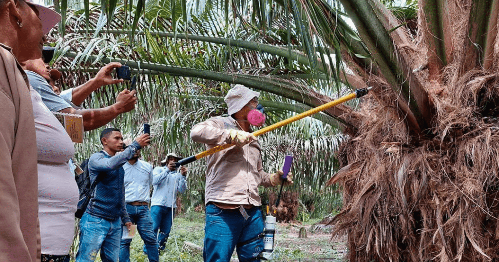 beneficios_aceite_de_palma