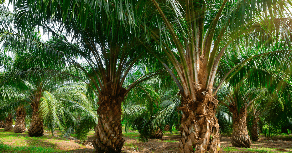 cosas-que-debes-saber-aceite-palma